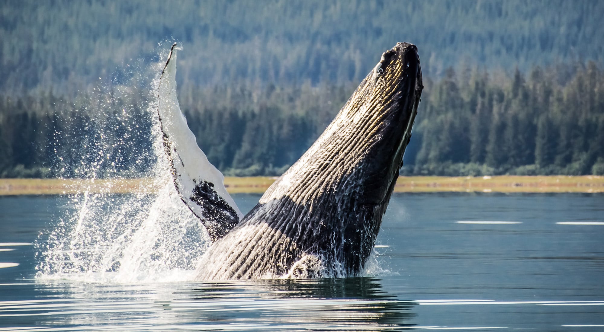 Whale and wildlife watching on a M/Y Dauntless Alaska Yacht Charter
