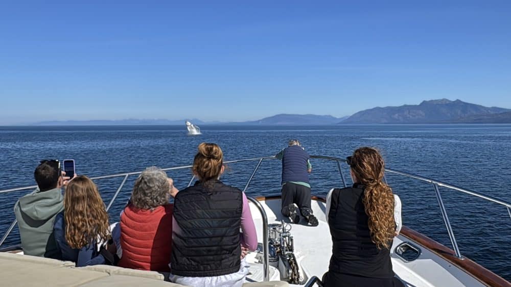 Bears and Berries in August on M/Y Dauntless Alaska Yacht Charter