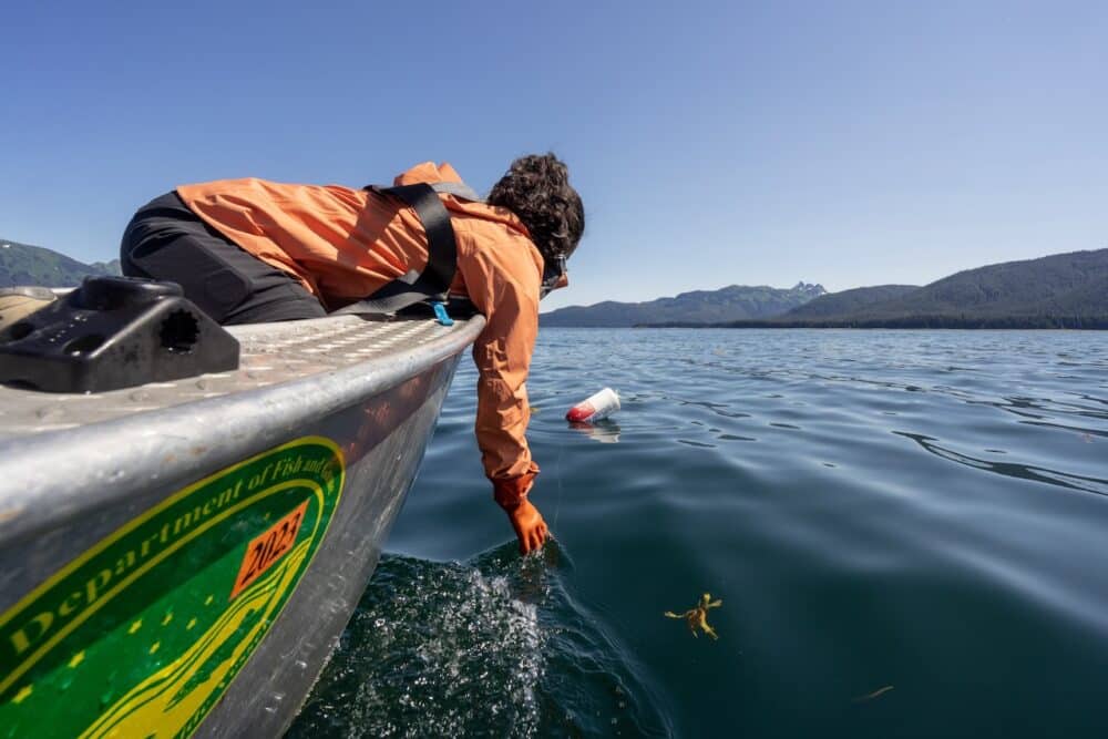 Commercial fishing skiff harvesting seafood in Southeast Alaska waters