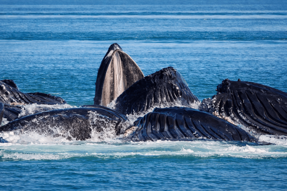 Humpback whales bubble netting in Frederick Sound, Southeast Alaska — just hours from our home port on the Wrangell Narrows, aboard M/Y Dauntless.