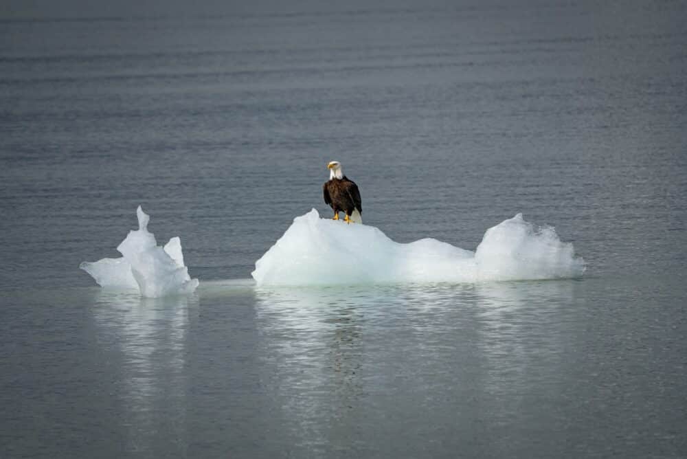 A bald eagle perched on a small iceberg in LeConte Bay, Southeast Alaska.
