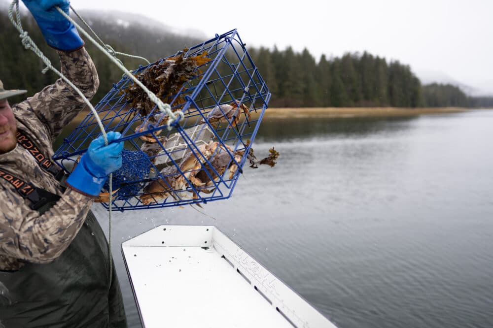  A Dauntless crew member hauls a pot full of crab over the side in Southeast Alaska.