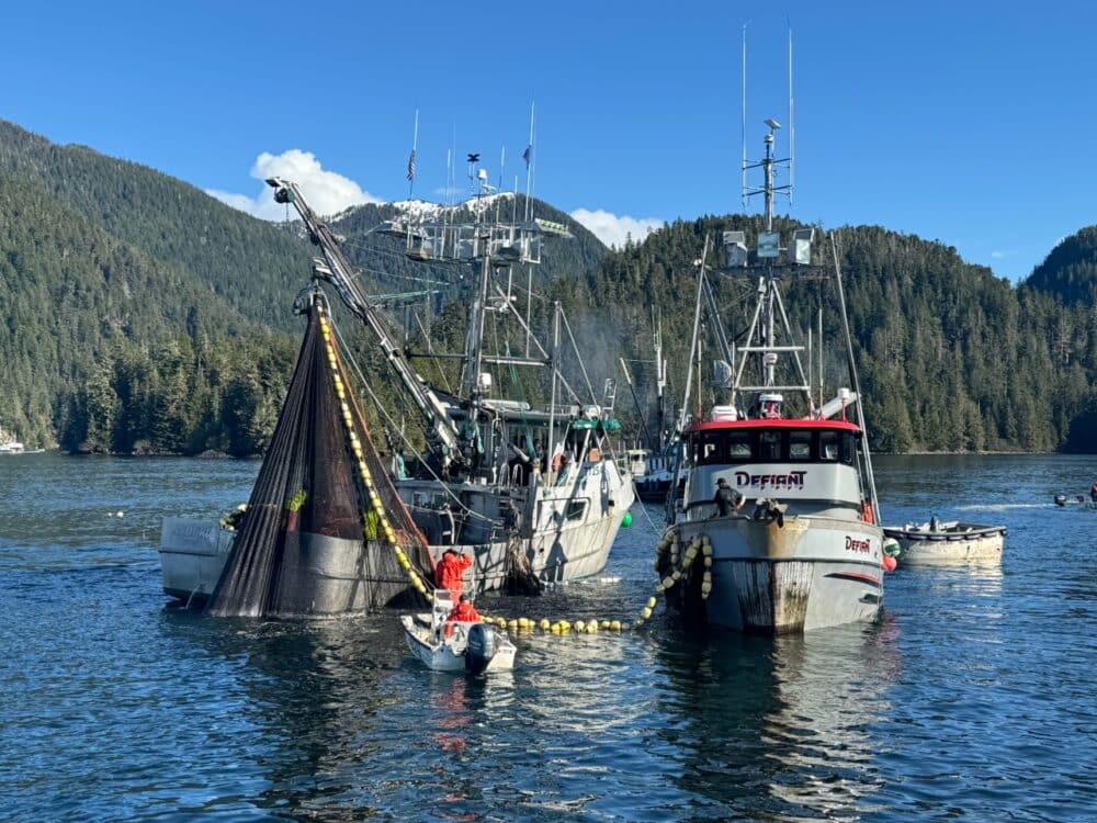 Two commercial seine boats haul a net together in Southeast Alaska. All five photos belong to Alaska Bound Charters.